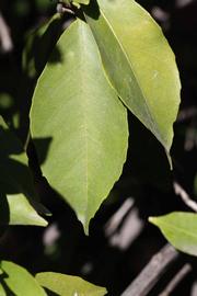              Unifoliolate leaf (Laranja Cravo, Riverside,   CA)       