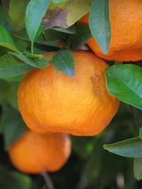             Fruit (Laranja Cravo, Riverside, CA)   