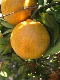              Fruit (Winter Haven, FL)       