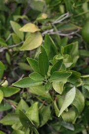              Sun leaves (Riverside, CA)       