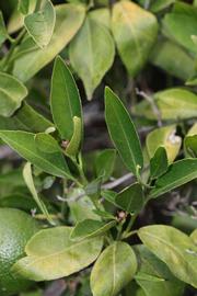              Sun leaves (Riverside, CA)       