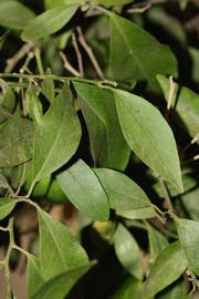              Shade leaves (Riverside, CA)       