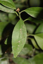              Unifoliolate leaf (Riverside, CA)       