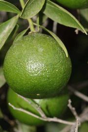            Immature fruit (Riverside, CA)   