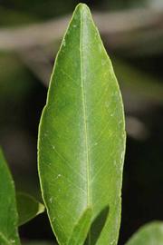              Margin (Riverside, CA)       