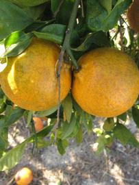              Fruit (Winter Haven, FL)       