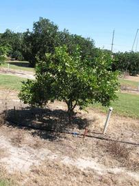            Habit (Winter Haven, FL)   
