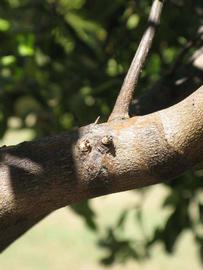              Second - third year twig (Winter Haven, FL)       