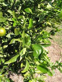              Sun leaves (Winter Haven, FL)       