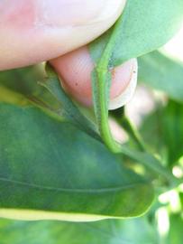              Petiole (Winter Haven, FL)       