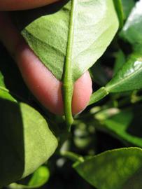              Petiole (Winter Haven, FL)       