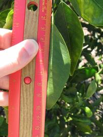              Unifoliolate leaf (Winter Haven, FL)       