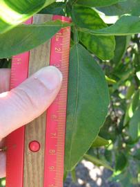              Unifoliolate leaf (Winter Haven, FL)       