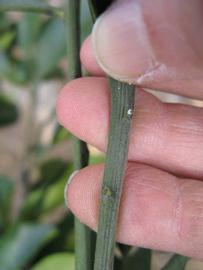              First year twig (Winter Haven, FL)       