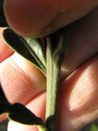              First year twig (Winter Haven, FL)       