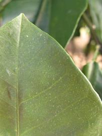              Margin (Winter Haven, FL)       