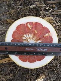              Fruit cross-section (Winter Haven, FL)       
