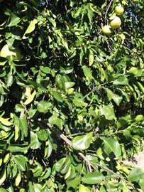              Sun leaves (Winter Haven, FL)       