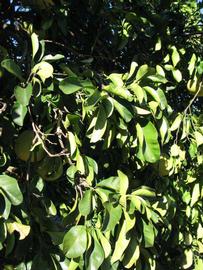              Sun leaves (Winter Haven, FL)       