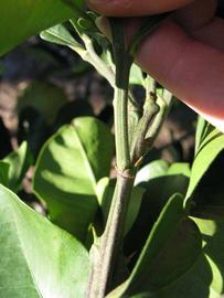            First year twig (Winter Haven, FL)   