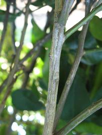              Second - third year twig (Winter Haven, FL)       