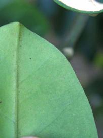              Margin (Winter Haven, FL)       