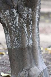              Bark (Limoneira 8-A, Riverside, CA)       