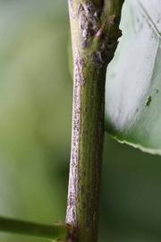              Second - third year twig (Limoneira 8-A, Riverside, CA)       