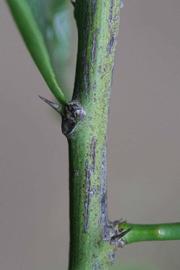              Second - third year twig (Limoneira 8-A, Riverside, CA)       