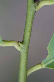              First year twig (Limoneira 8-A, Riverside, CA)       