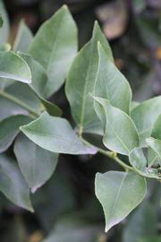            Sun leaves (Limoneira 8-A, Winter Haven, FL)   