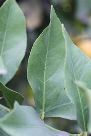              Unifoliolate leaf (Limoneira 8-A, Winter Haven, FL)       