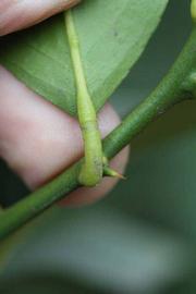              Petiole (Limoneira 8-A, Riverside, CA)       