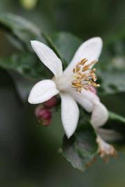              Flower (Limoneira 8-A, Riverside, CA)       