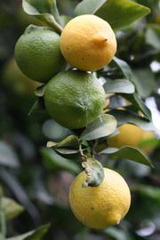            Fruit (Limoneira 8-A, Riverside, CA)   