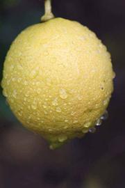            Fruit (Limoneira 8-A, Riverside, CA)   