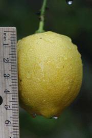            Fruit (Limoneira 8-A, Riverside, CA)   