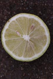               Fruit   cross-section (Limoneira 8-A, Riverside,   CA)   
