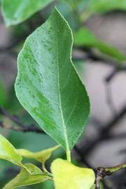              Unifoliolate leaf (Limoneira 8-A, Winter Haven, FL)       