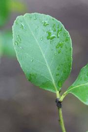              Unifoliolate leaf (Limoneira 8-A, Winter Haven, FL)       
