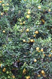            Habit (Limoneira, Riverside, CA)   