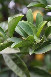            Sun leaves (Limoneira, Winter Haven, FL)   