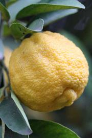            Fruit (Limoneira, Riverside, CA)   