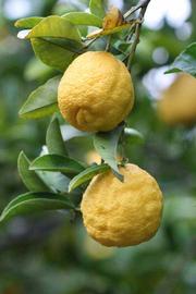            Fruit (Limoneira, Riverside, CA)   