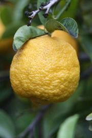            Fruit (Limoneira, Riverside, CA)   