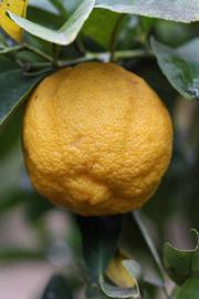            Fruit (Limoneira, Riverside, CA)   