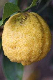            Fruit (Limoneira, Riverside, CA)   