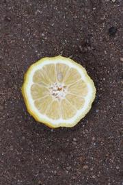            Fruit cross-section (Limoneira, Riverside, CA)   