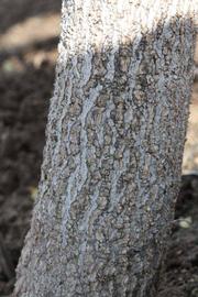              Bark (Riverside, CA)       