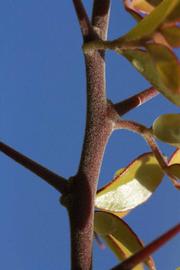              First year twig (Riverside, CA)       